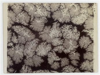 BENTLEY, WILSON A. (1865-1931) Group of 5 photographs of frost studies.